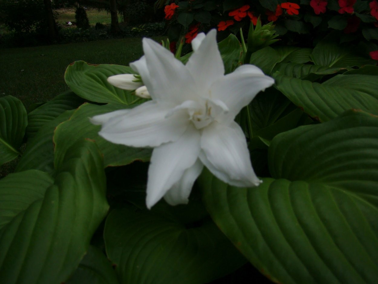 Plantaginea Aphrodite