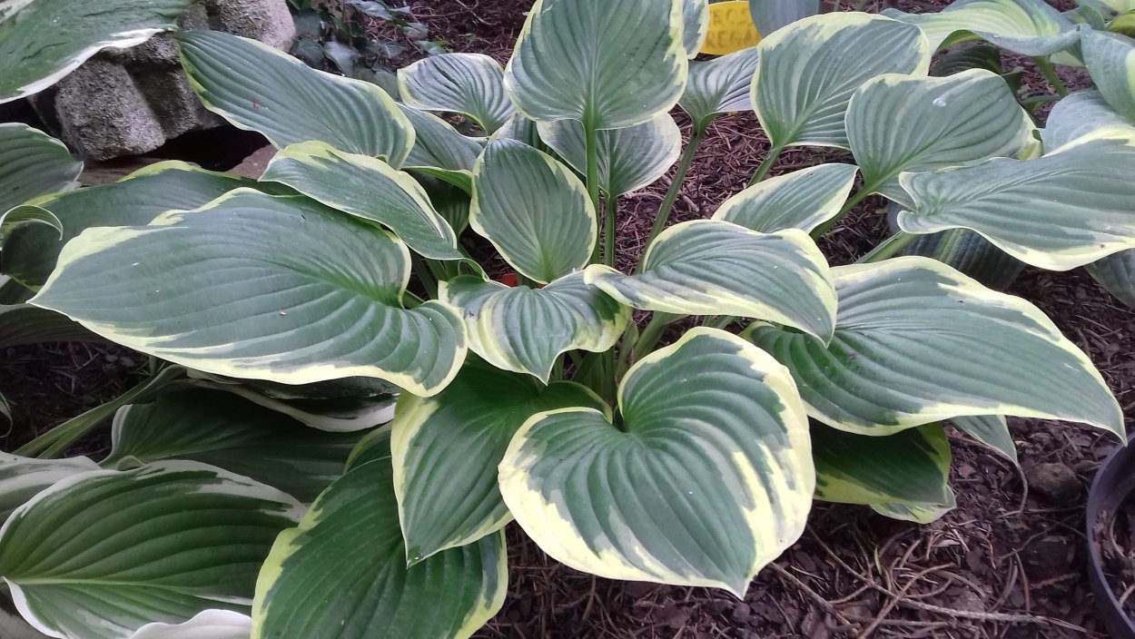 Хоста Алекс Саммерс