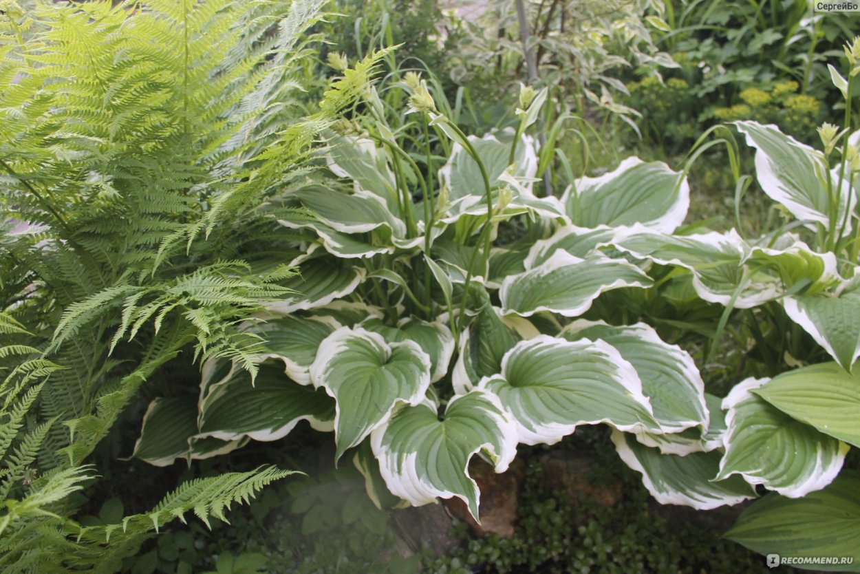 Девушка Хоста надо телефон номер