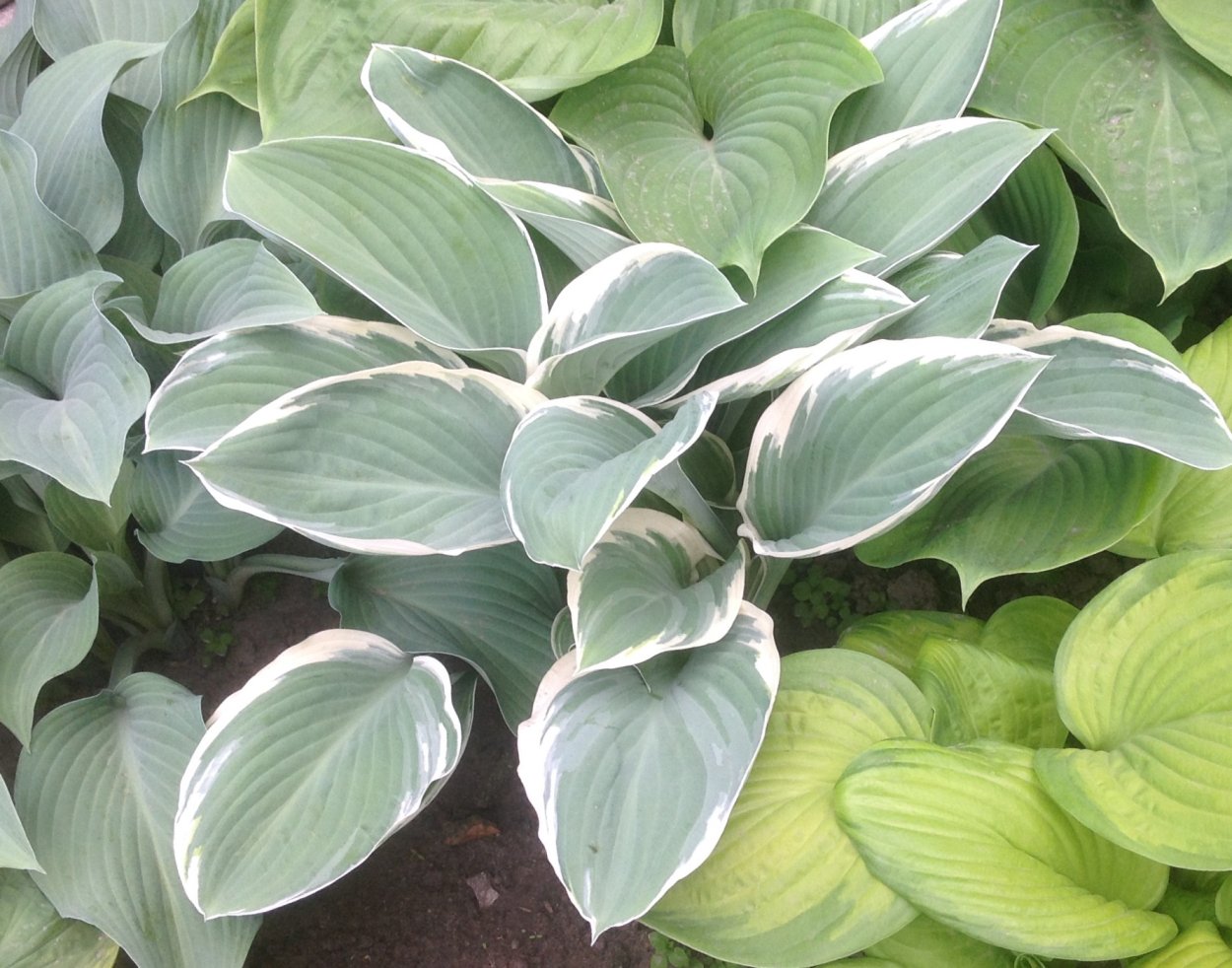 Хоста с белой каймой