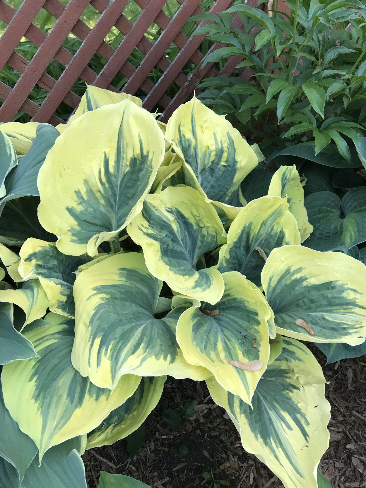 Хоста Valley's Glacier