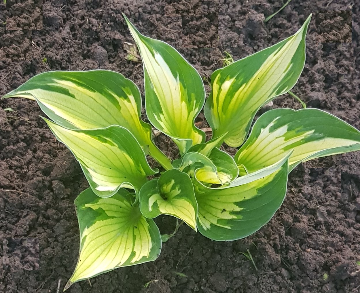 Хоста Alex Summers