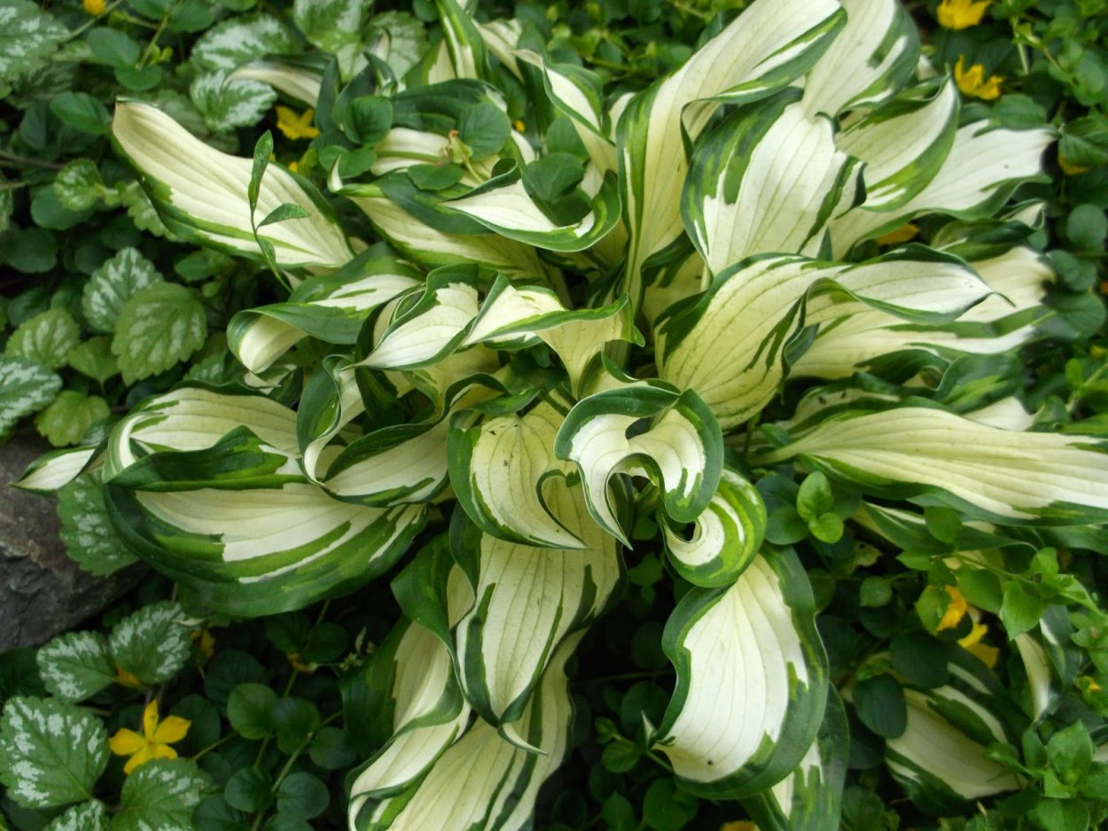 Хоста гибридная Мэджик Айленд