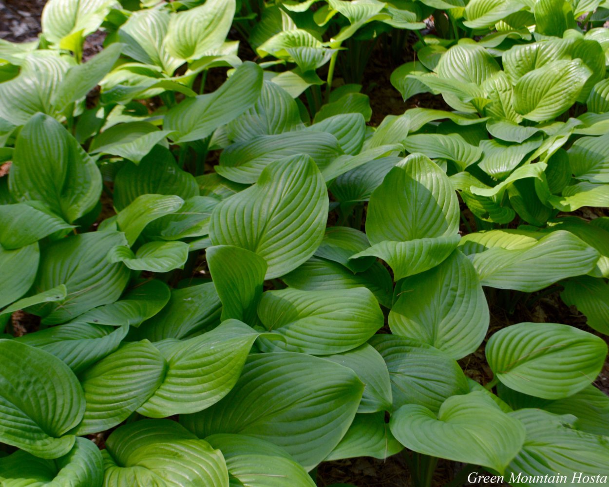 Хоста Crumb Cake