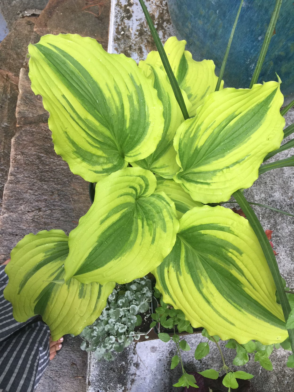 Хоста Ферст данс