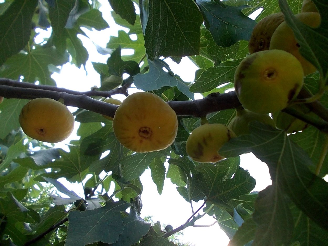 Инжир Узбекистан