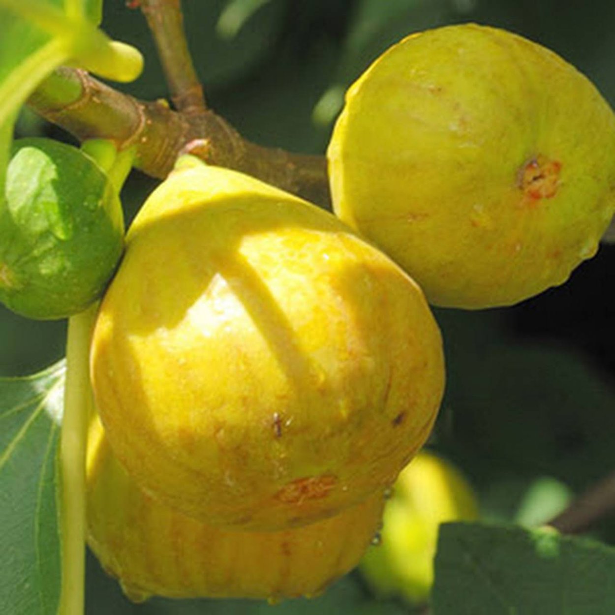 Инжир Сабруция розовая