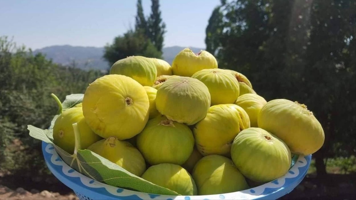 Инжир Адриатический