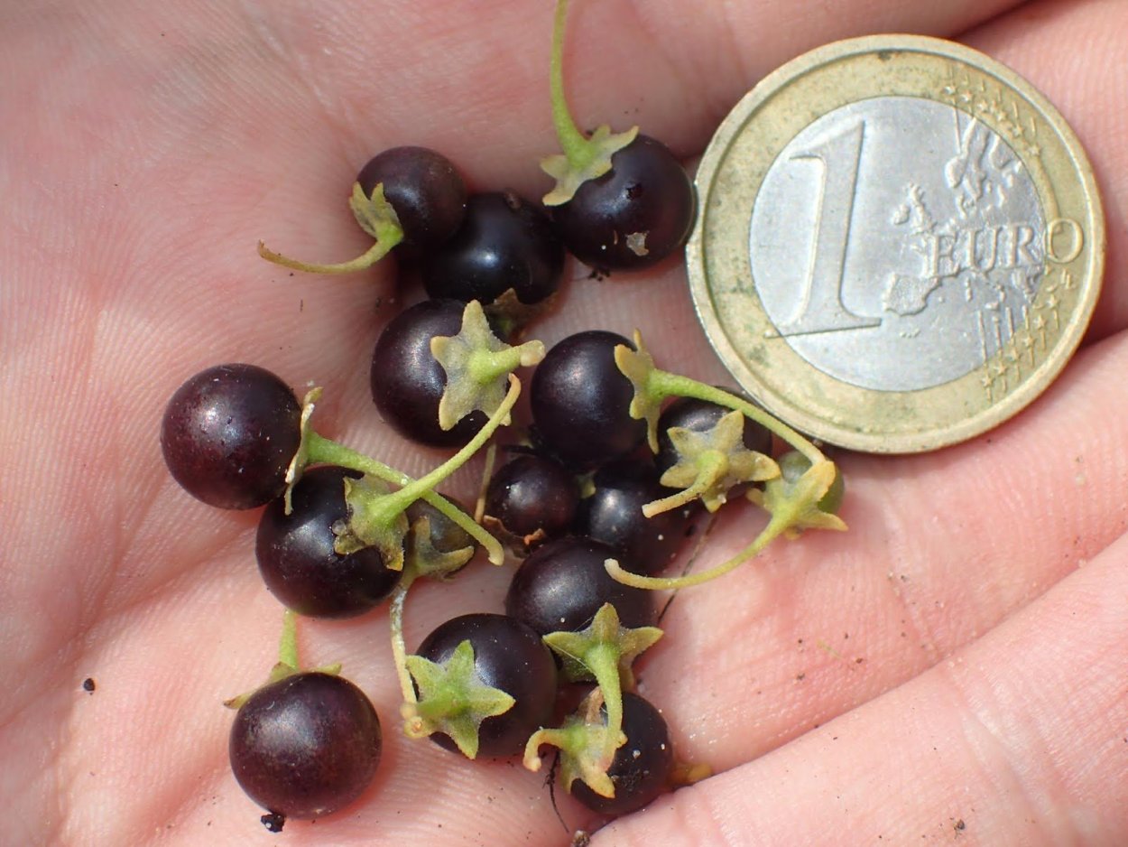 Solanum physalifolium