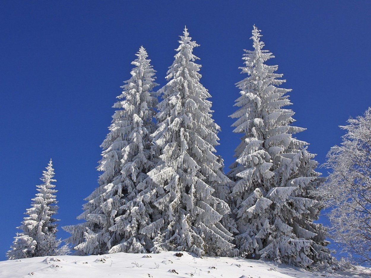 Зимняя ель