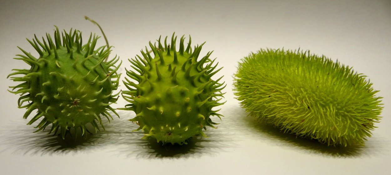 Prickly Chayote