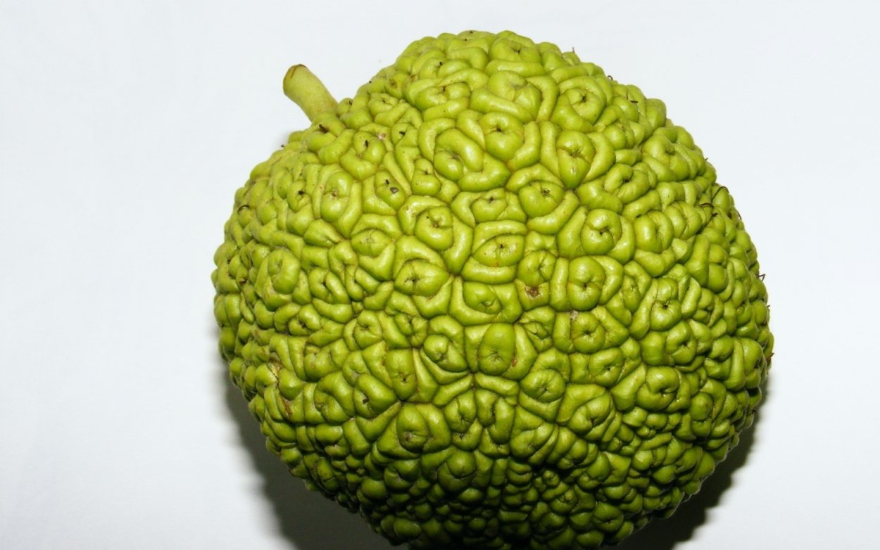 Плоды маклюры (адамово яблоко )