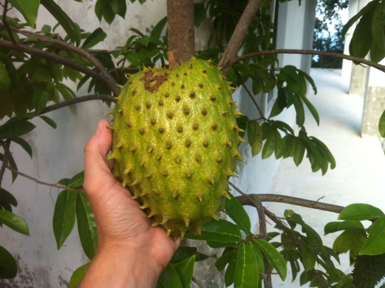 Гуанабана Крымская