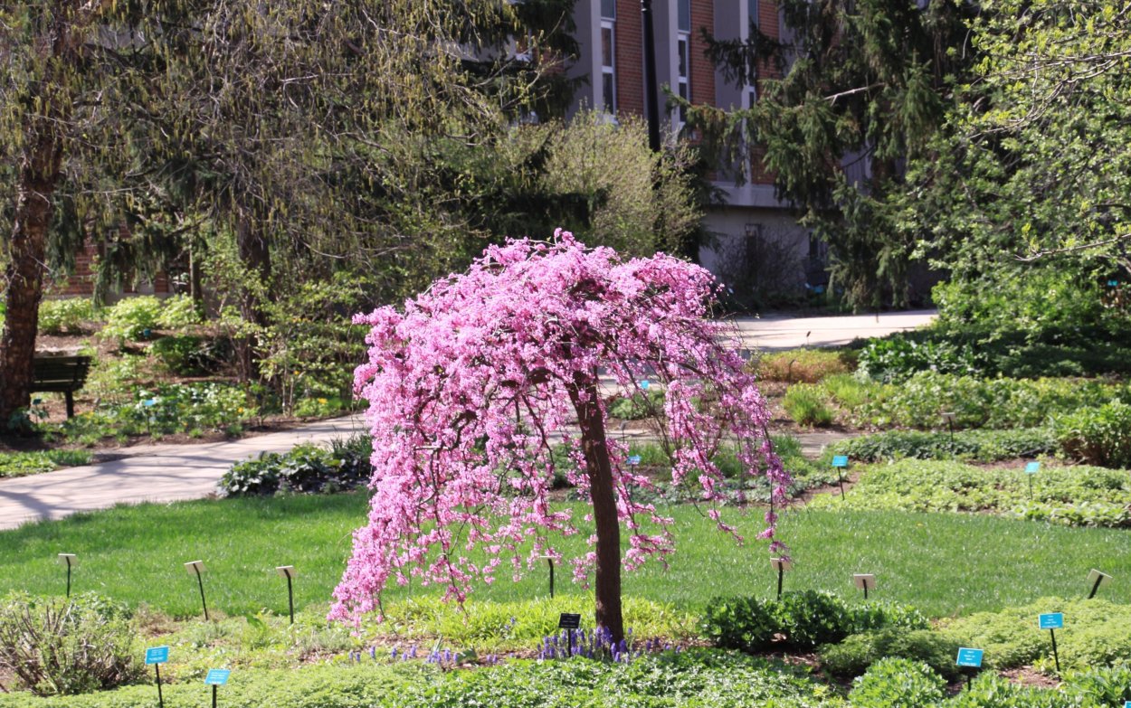 Сакура плакучая на штамбе