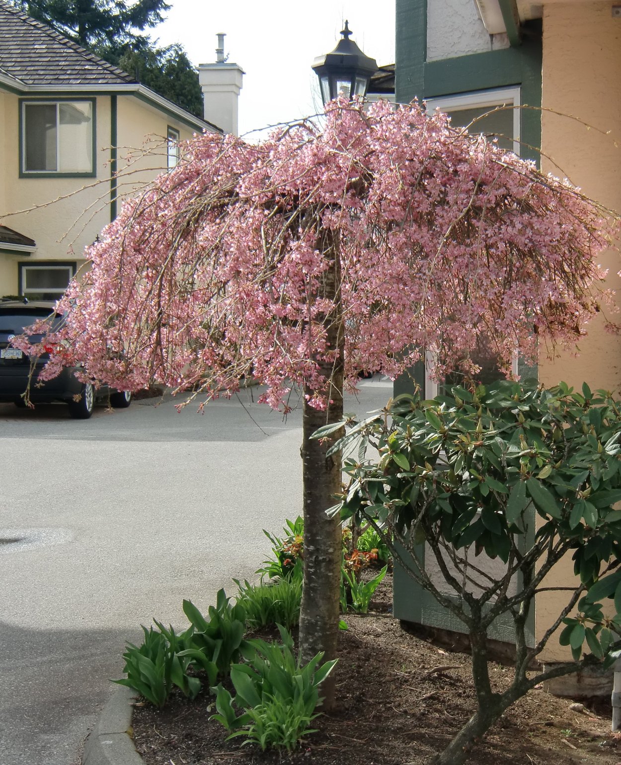 Сакура штамбовая плакучая