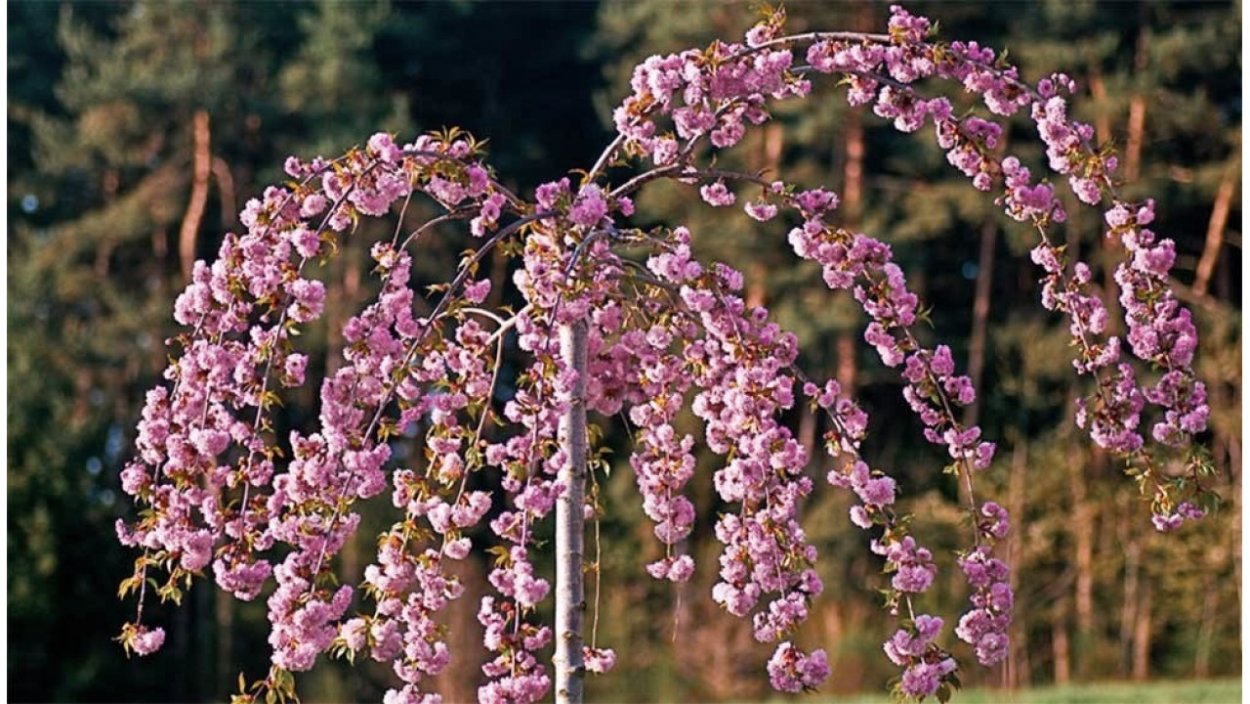 Вишня мелкопильчатая Кику-шидаре-Сакура