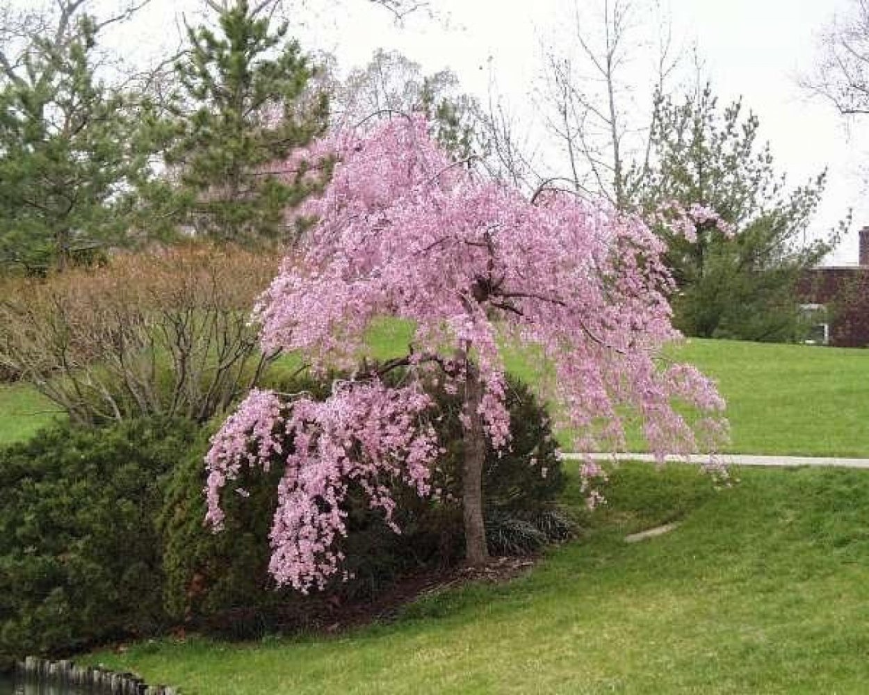 Вишня мелкопильчатая Кику-шидаре