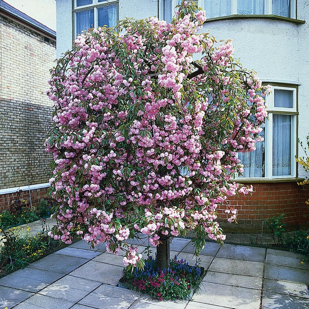 Сакура Кику шидаре дерево
