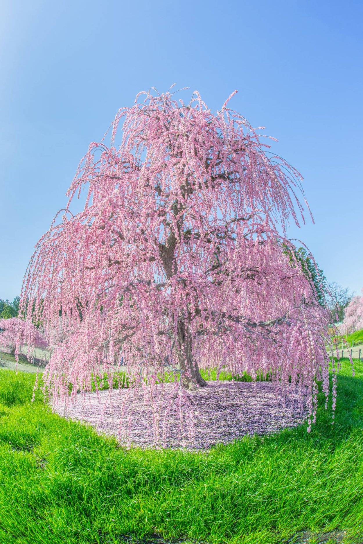 Вишня мелкопильчатая Кику-шидаре-Сакура