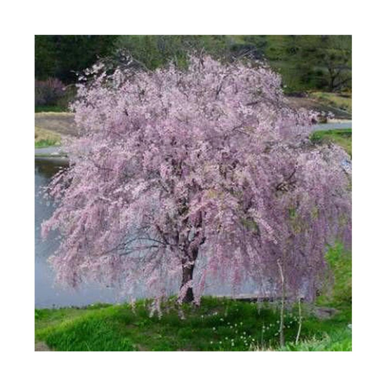 Плакучая вишня