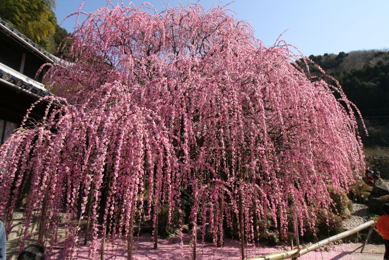 Слива косматая Пендула