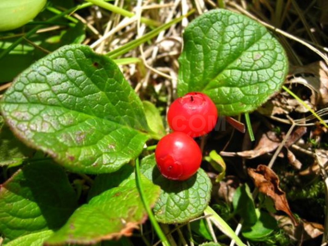 Красника Vaccinium Praestans