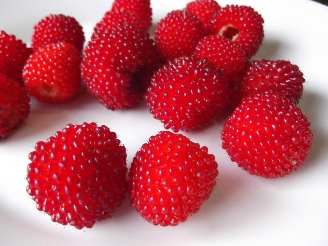 Княженика тибетская малина