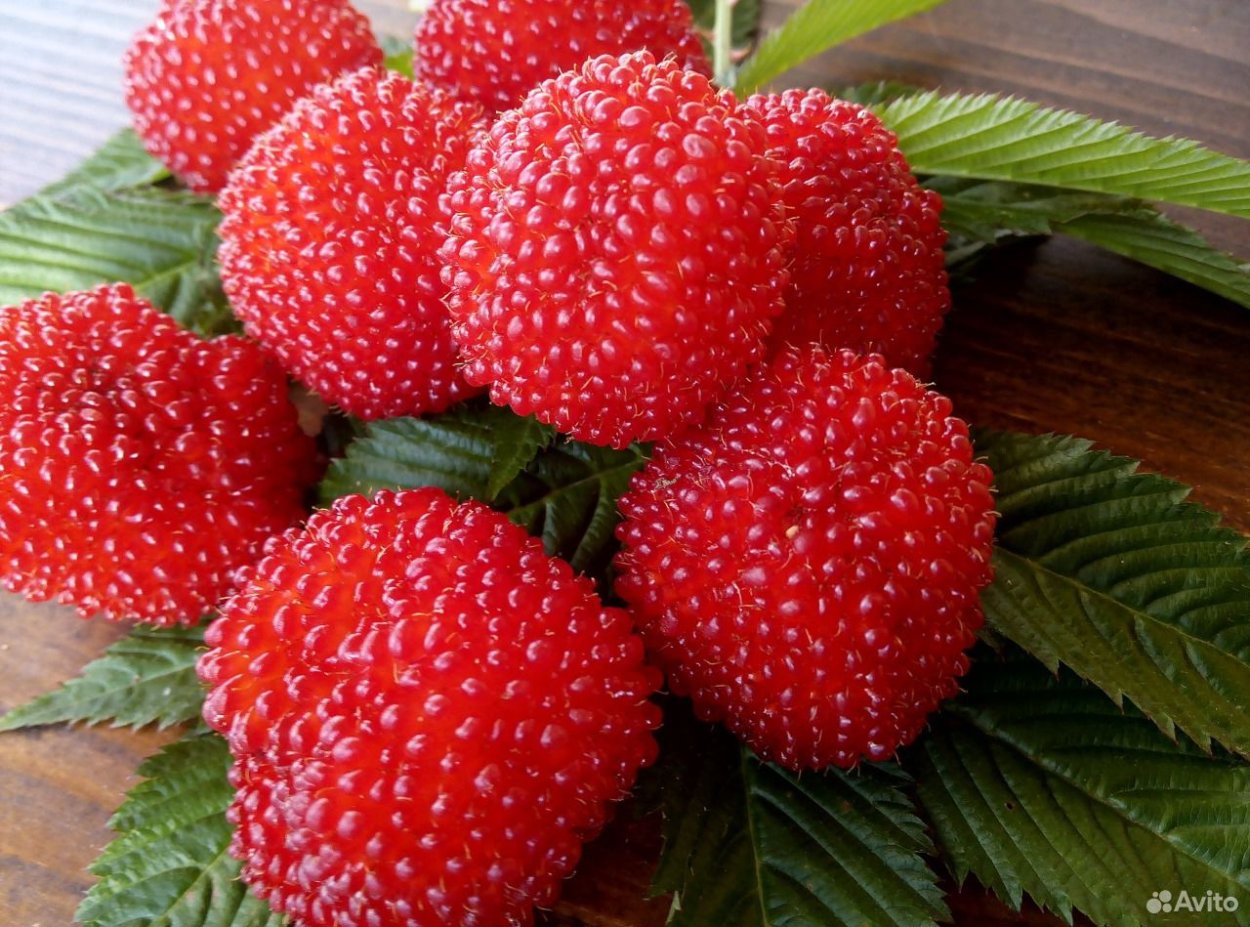 Малина Рубус Земляничная