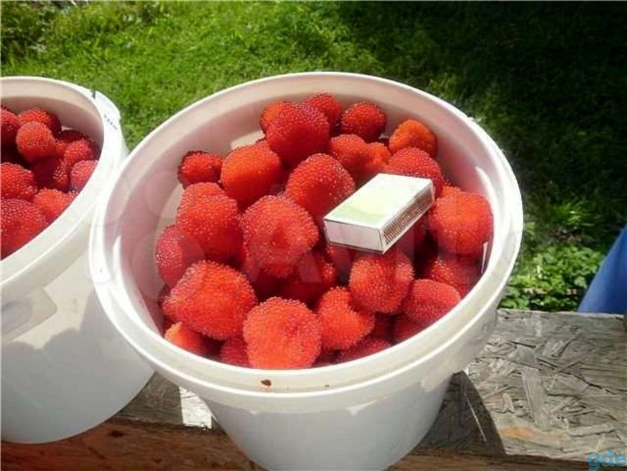 Малина тибетская розолистная