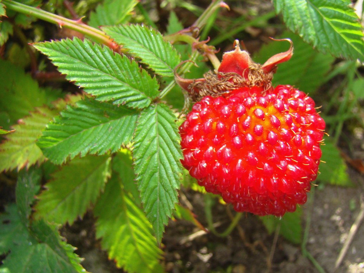Малина Земляничная (тибетская, розолистная) саженцы