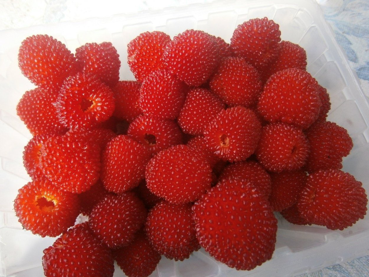 Малина дуо тибетская