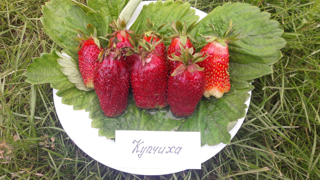 Садовая земклуника Купчиха