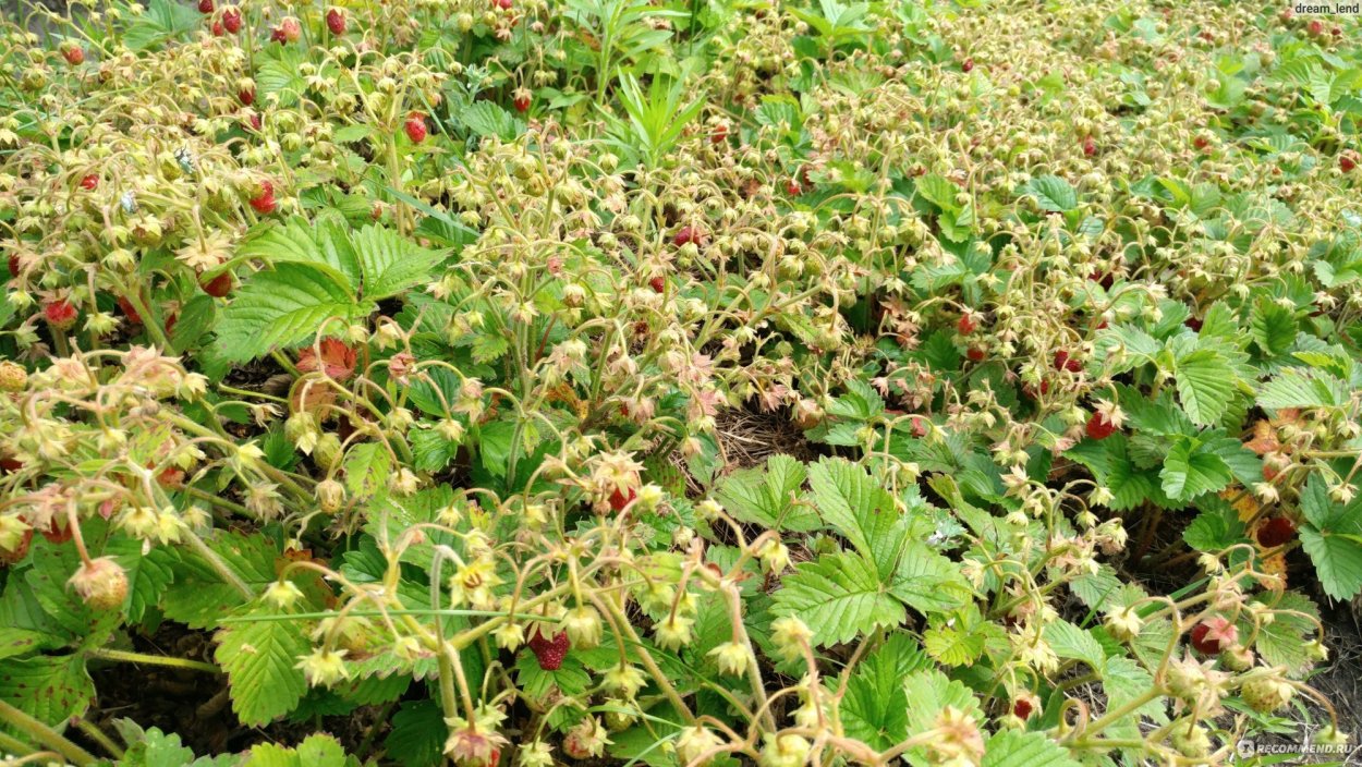 Земклуника Купчиха листья
