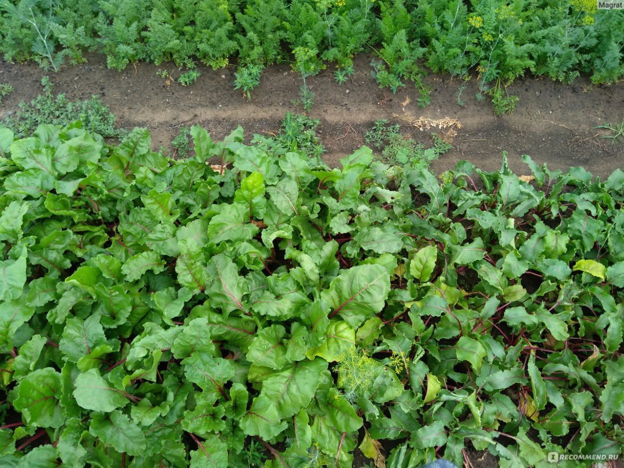 Салат Боярыня