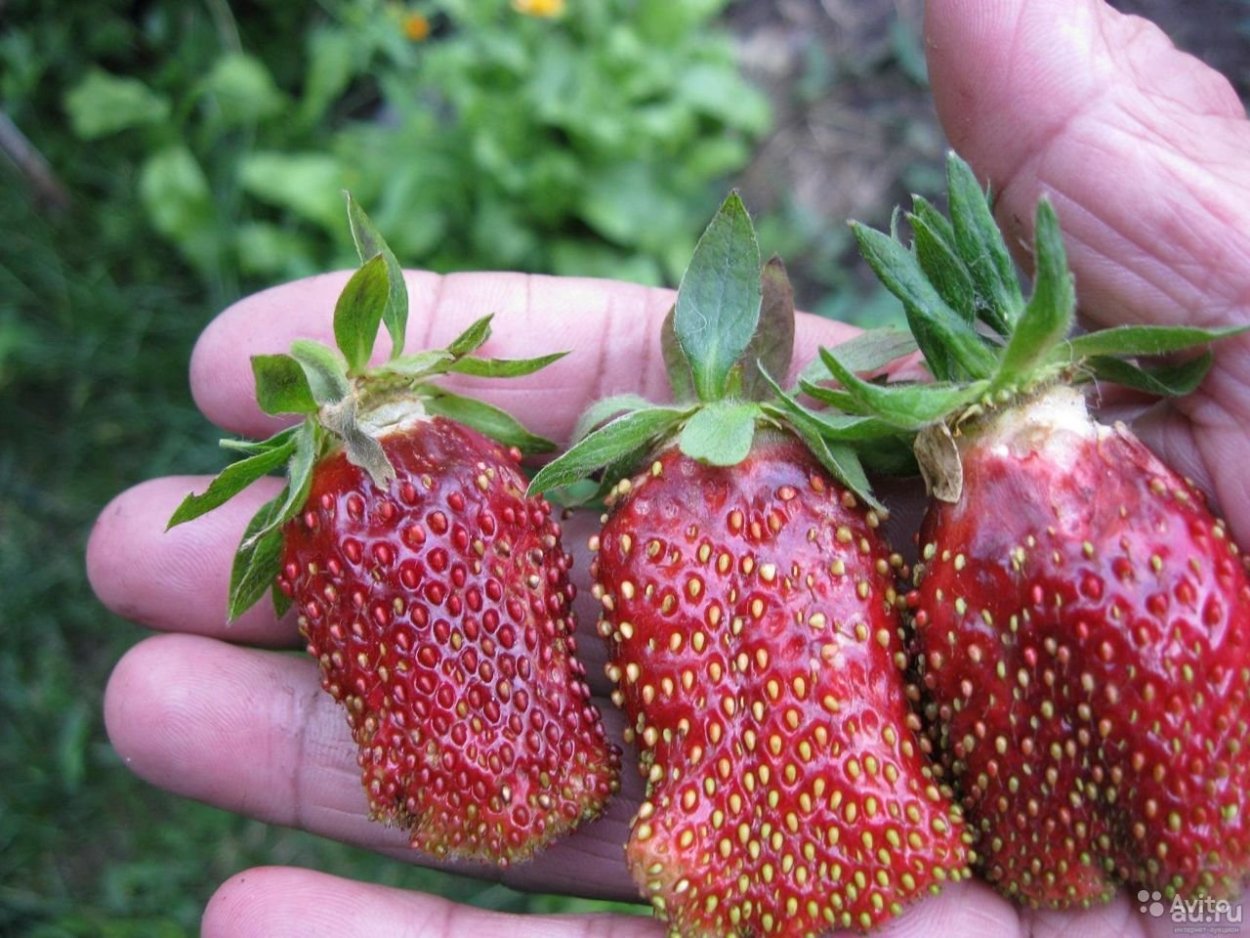 Земклуника Купчиха