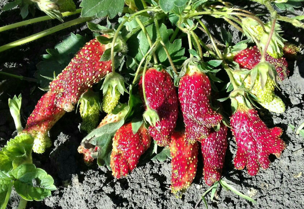 Земклуника Купчиха