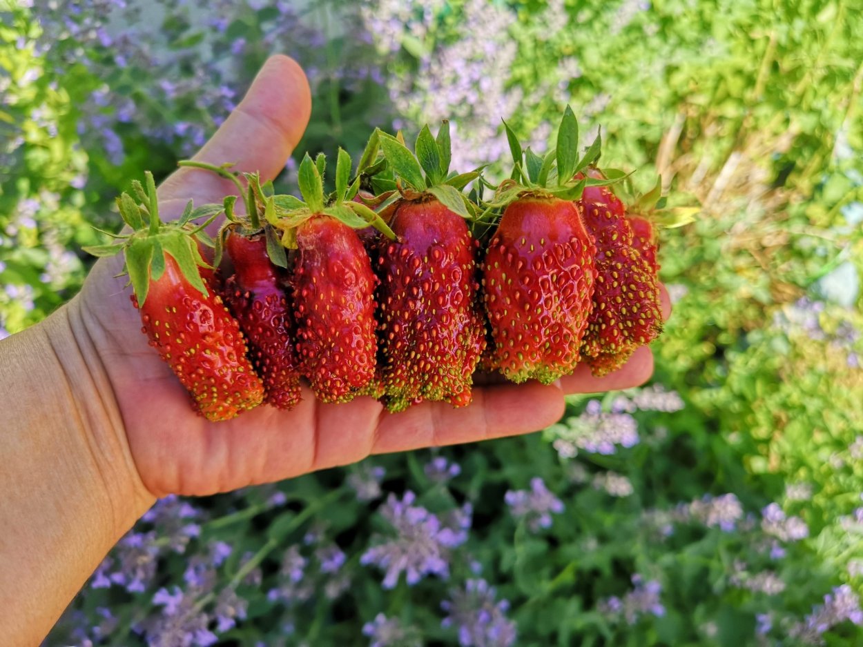 Земляника Купчиха земклуника