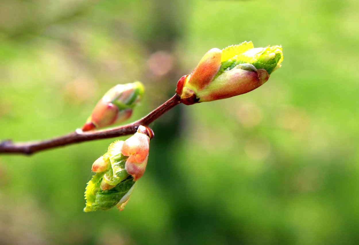 Расцветание почки липы