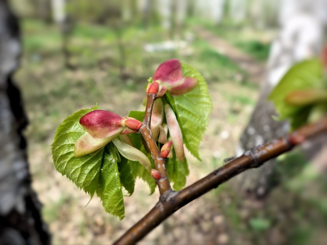 Молодые побеги липы