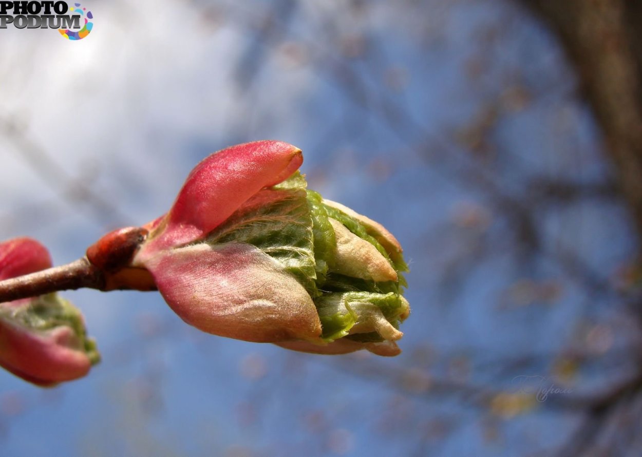Почки липы
