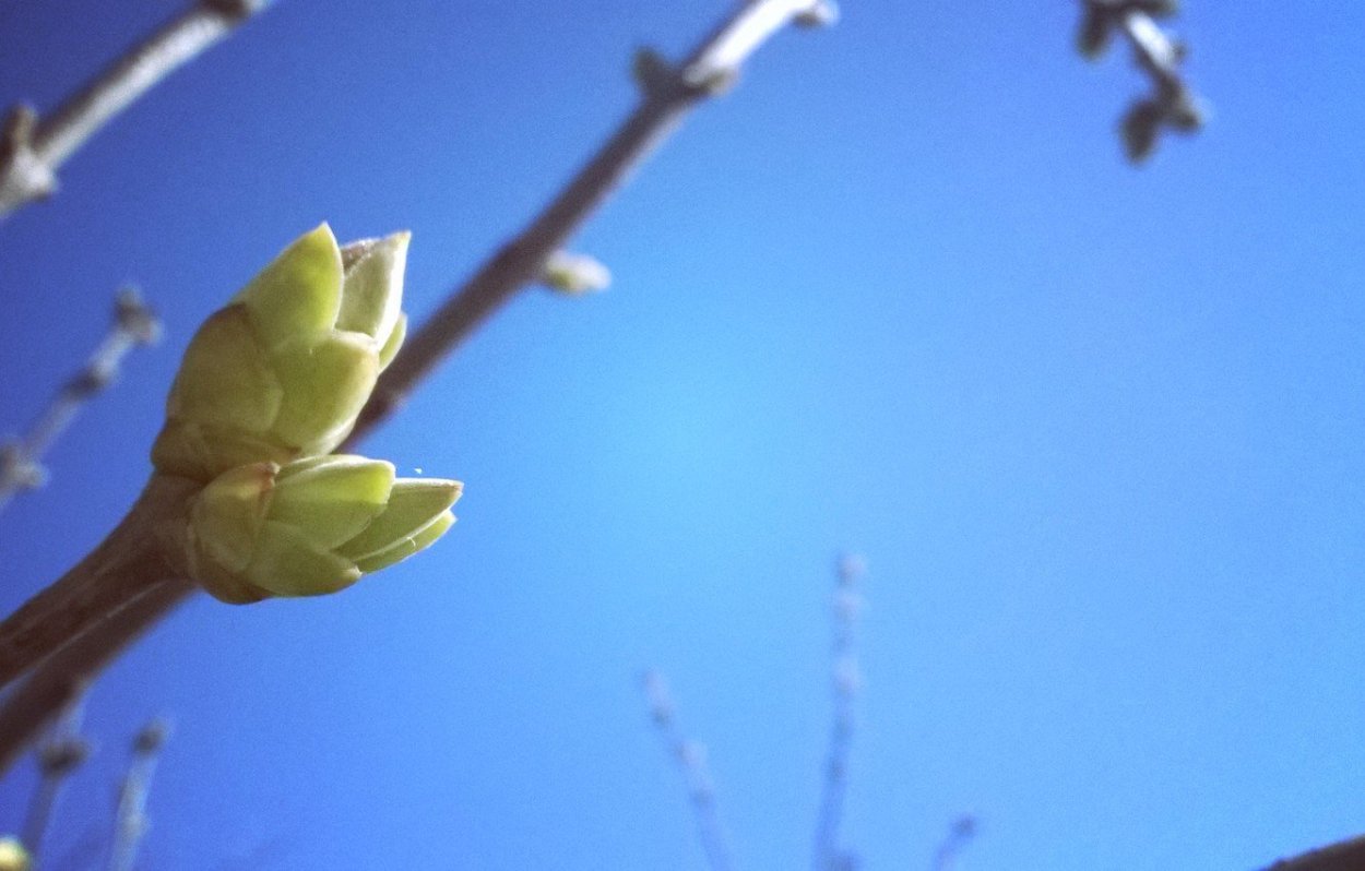 Весна апрель солнце