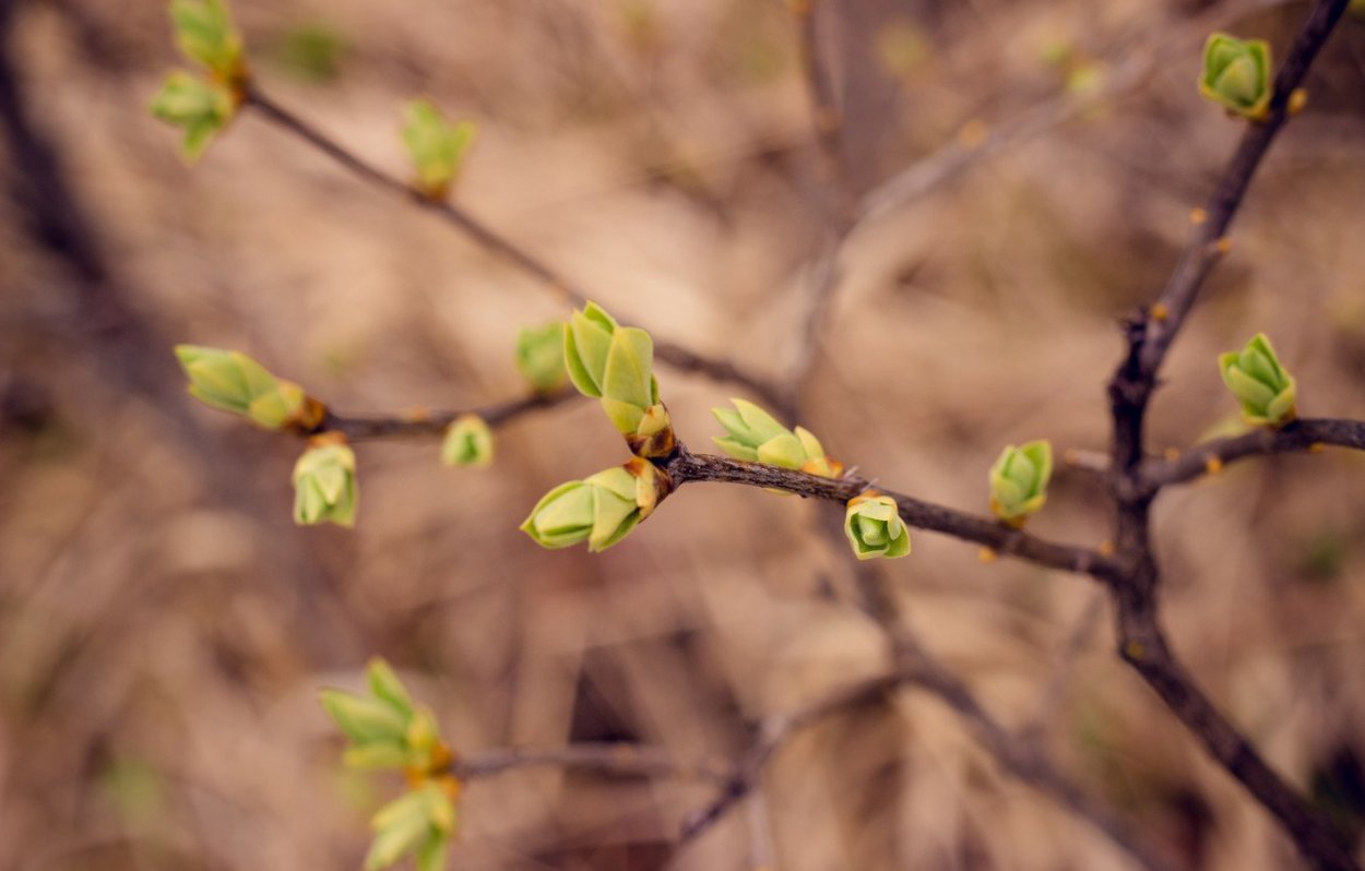 Апрель распускаются почки