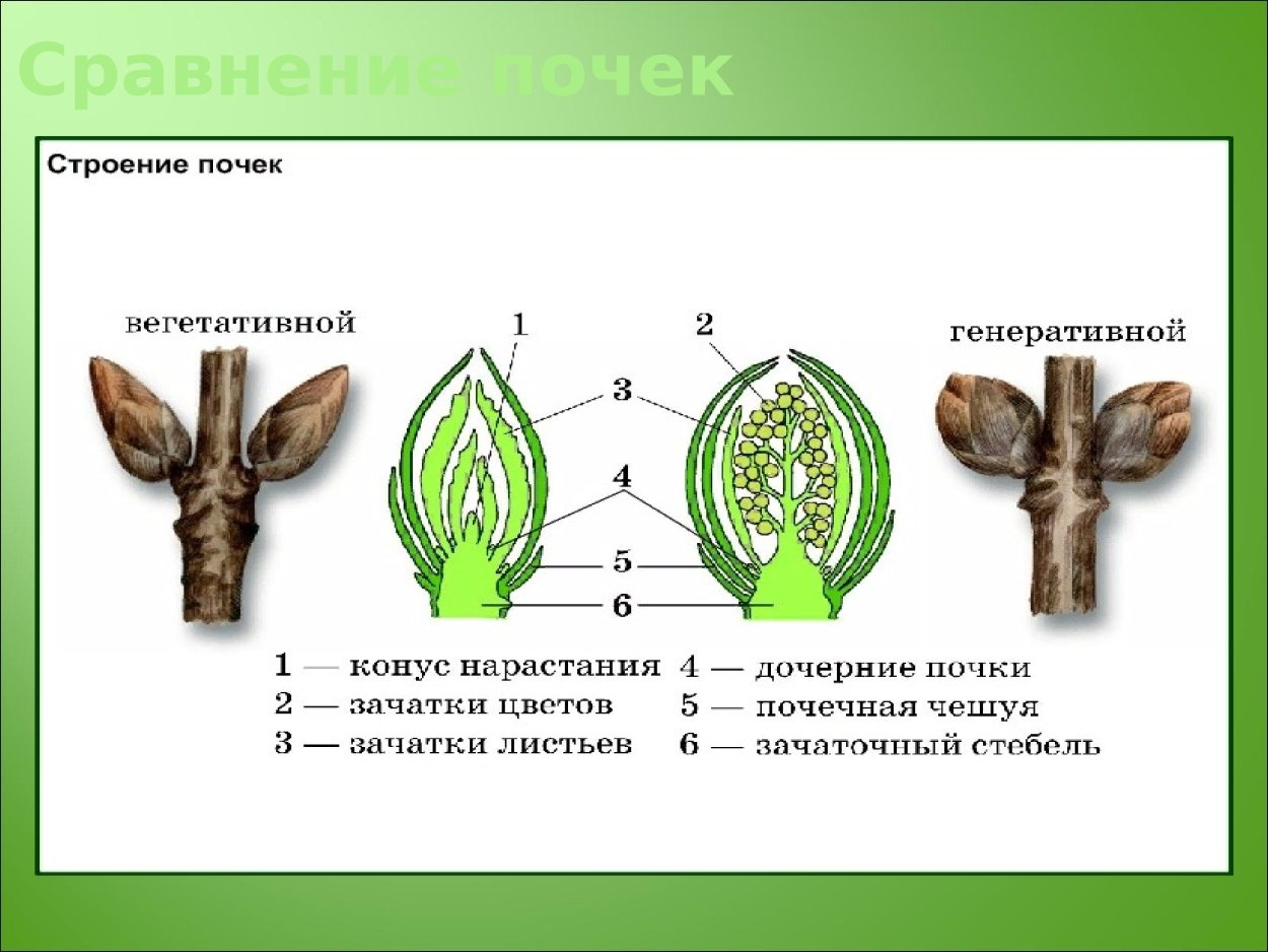 Строение вегетативной и генеративной почки