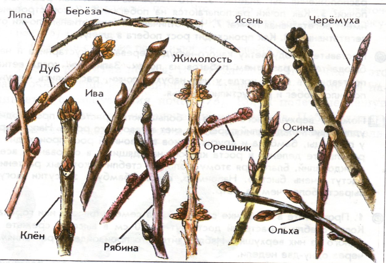 Строение побега яблони