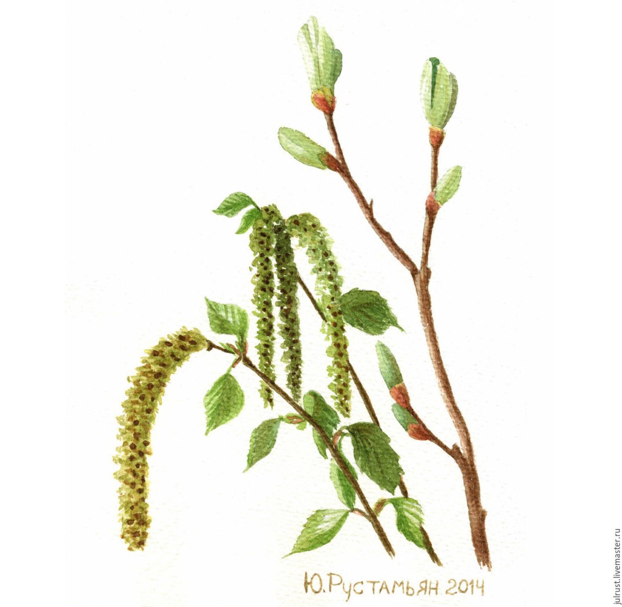 Березовые сережки