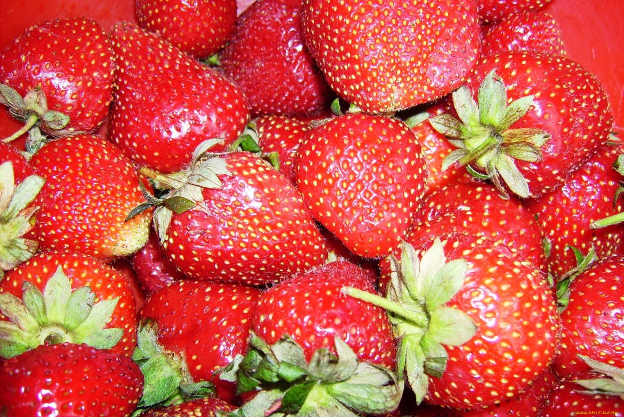 Клубника (земляника) "Монблан"