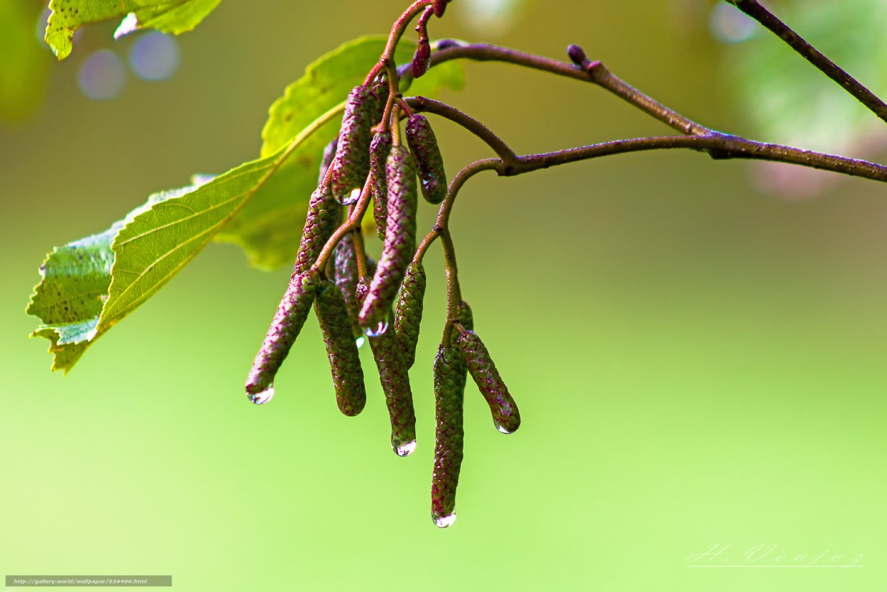 Ветка березы с почками