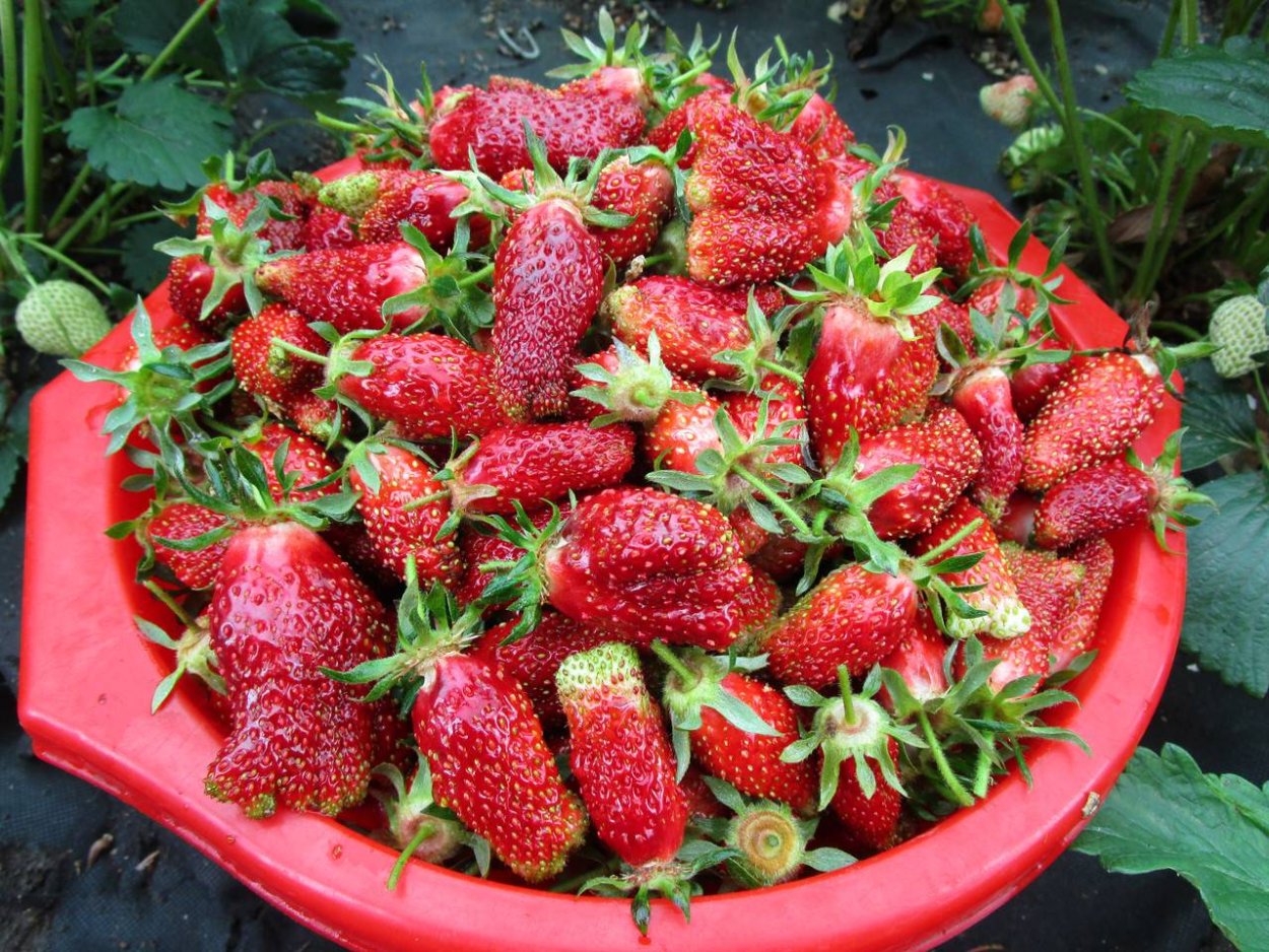 Земклуника Купчиха