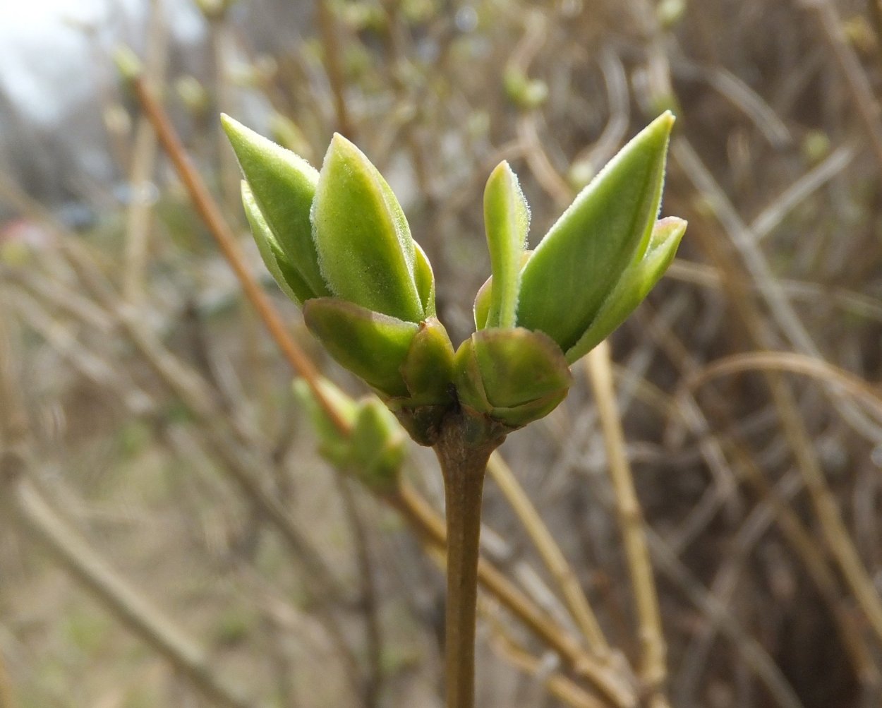 Побег сирени с почками