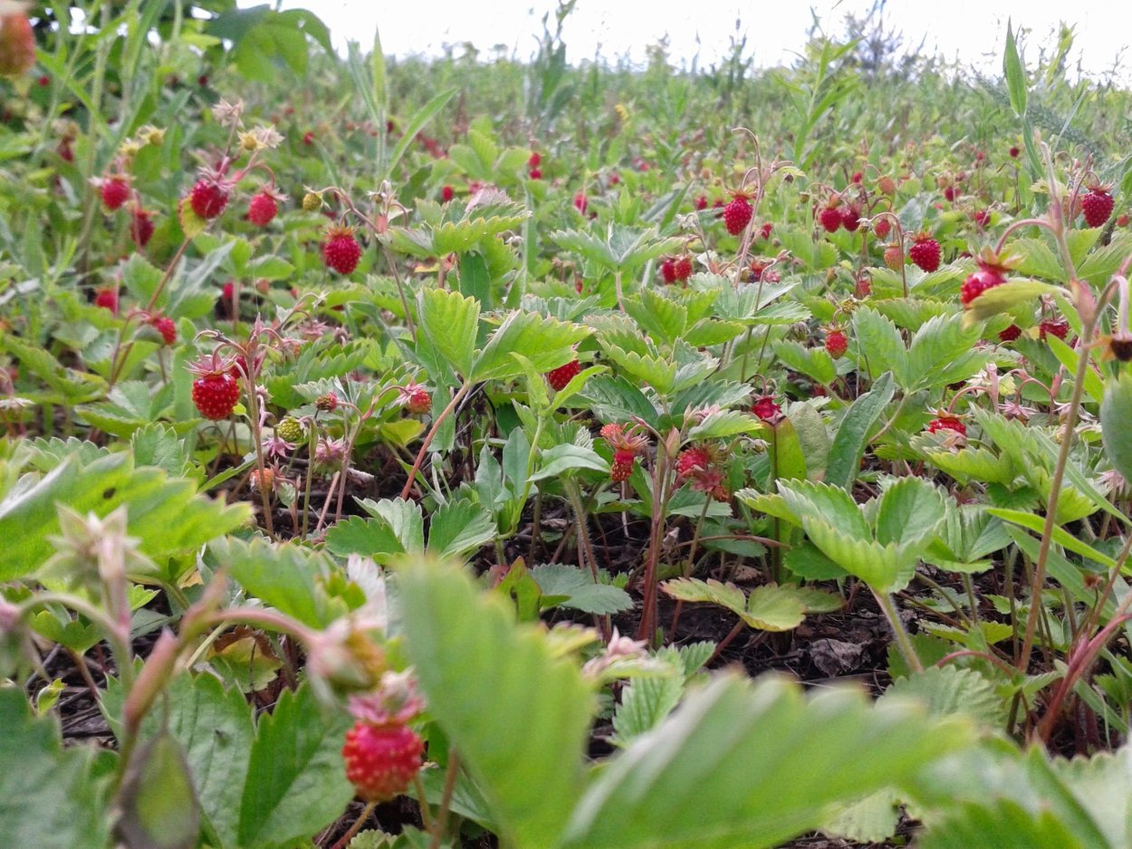 Ракша Земляничная Поляна